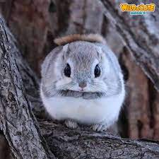 The babies of this interesting creature are simply adorable. The Japanese Dwarf Flying Squirrel Wild Cute Community Facebook