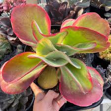 Image result for Kalanchoe glaucescens