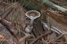Image result for Clitocybe multiceps