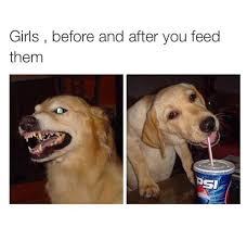 Food Is Life Tho Funny Dogs Funny Memes Funny Pictures