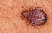 Contact us today for treatments for termites, rodents, bed bugs & more. Bed Bug Inspection And More Call Sterling Pest Control At 407 277 7378