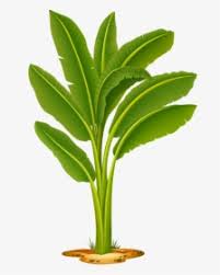 Pngkit selects 6086 hd tree png images for free download. Banana Tree Png Images Free Transparent Banana Tree Download Kindpng