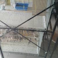 Cat hotel, pet shop puchong, cat boarding, cat grooming, cattery puchong, hotel. Petoya Pet Shop Pet Store