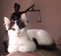 Turkish Van Cats Google Search Cats Big And Small Tame And Wild Angora Cats Flea Shampoo For Cats Turkish Van