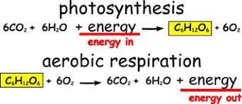 What will the pyruvate product (of glycolysis) be used for in aerobic respiration? Photosynthesis Flashcards Quizlet