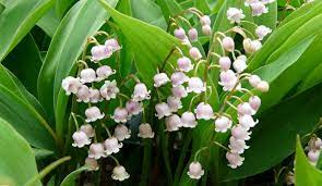 Medicinal Use Of Lily Of The Valley Convallaria Majalis Liliaceae Herbs And Remedies