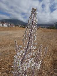 Image result for Drimia calcarata