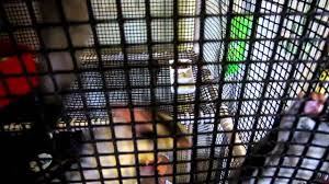 Hewan Predator2016 Cheap Sugar Glider Cages Images