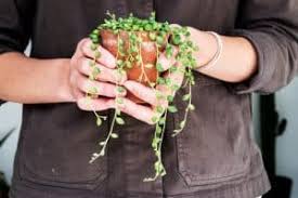 The string of pearls is a succulent that doesn't like to be overwatered. How To Save Overwatered String Of Pearls Symptoms And Solutions Today S Gardener