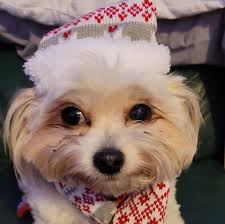 There's a 10 yr old girl that want to come & help with my donkeys: feeding,  grooming, mucking out etc. Should she have her own insurance as she  possibly may not be