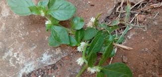 Image result for Alternanthera caracasana
