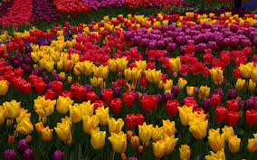 #inspiration #rose quartz #pink #purple flowers #crystals #healing stones #gemstones #crystal aesthetic #rosemary #crystal grid #pink aesthetic #rose quartz pink #pursue pretty #pretty little things #dreamy #mesmerized #ethereal #romantic aesthetic #minimalista #pastel pink #moodboard. Wallpaper Many Tulip Flowers Garden Pink Yellow Red Purple 1920x1200 Hd Picture Image