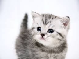 Kedi Ile Ilgili Gorsel Sonucu Cute Kittens Sevimli Kediler Cok Sirin Hayvanlar