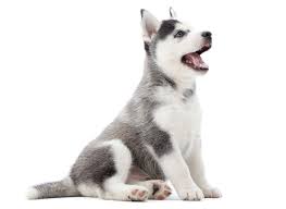 Puppies should be fed three to four times a day therefore if you are currently feeding ¾ a cup of puppy food typically, husky puppies will not overindulge in food and prefer to only eat what they want. 1 Siberian Husky Puppies For Sale In Florida Uptown