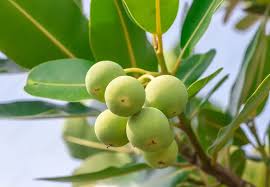 Image result for Calophyllum