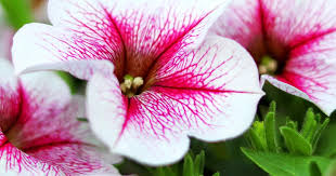 The holidays' most famous flowers yield one very important question: How To Grow And Care For Petunia Lovethegarden