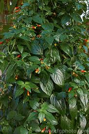 Image result for Manettia