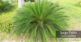 Yellow leaves on a sago palm, especially during the winter, is usually due to a watering problem. Sago Palm Turning Yellow 7 Reasons For Sago Palm Yellow Leaves