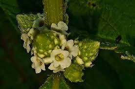 Image result for Lippia javanica