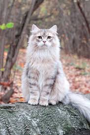 Siberian Cat Breeds Cat Breeds Siberian Cat Cats