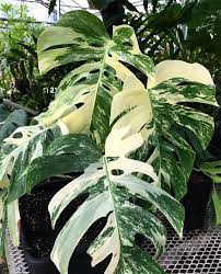Check spelling or type a new query. The Plant Lady Monstera Deliciosa The Swiss Cheese Facebook