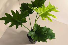 philodendron 小天使蔓綠絨 室內植栽 小菜一盆laiveitsai 植栽 盆栽 pinkoi plant leaves plants philodendron
