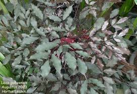 Image result for Leea guineensis