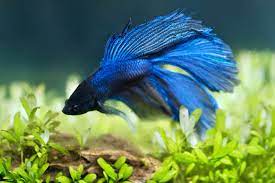 Top 10 Best Freshwater Fish For Your Aquarium Petland Texas