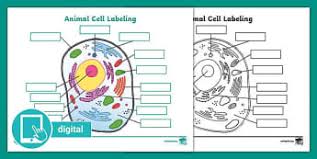 What Is An Animal Cell Definition And Functions Twinkl