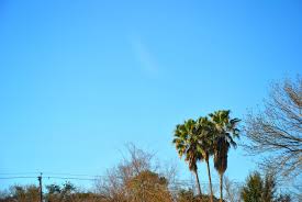 Maybe you would like to learn more about one of these? Washingtonia Robusta Uberwintern So Ubersteht Sie Die Kalte