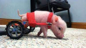 This Pig Has No Back Legs But Has His Own Set Of Wheels To Move Around Animals Make Happy Cute Animals
