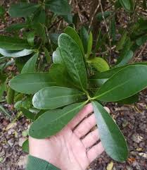 Image result for Canellaceae