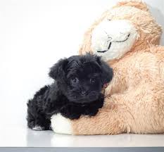 Black And White Yorkie Poo Puppies For Sale Yorkiepoo Puppy Yorkie Poo Pet Dogs Puppies Black Yorkie Poo