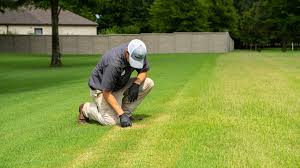 How to fertilize zoysia grass? What S The Best Grass Seed For Memphis Tn And Northern Ms Tips For A Thicker Lawn
