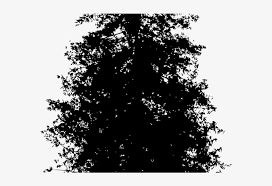 Download 21,000+ royalty free tree of life silhouette vector images. Pine Tree Clipart Shadow Redwood Tree Silhouette Vector Free Transparent Png Download Pngkey