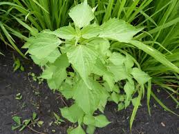 Image result for Basilicum polystachyon