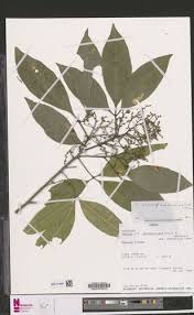 Image result for Vepris zambesiaca