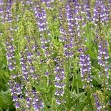 Image result for Halopegia azurea