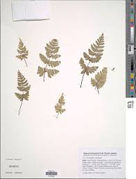 Image result for Aleuritopteris welwitschii