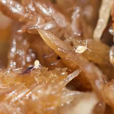 Image result for Alinula sp.