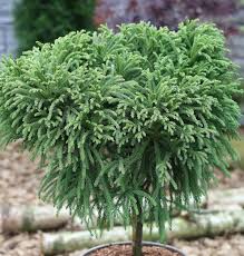 Die japanische sicheltanne ist einer der schönsten nadelbäume. Hochstamm Zwerg Hahnenkamm Sicheltanne Cryptomeria Japonica Nana