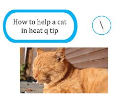In the meantime, work to reduce the cat's body temperature. How To Help A Cat In Heat Q Tip The Kitty Expert