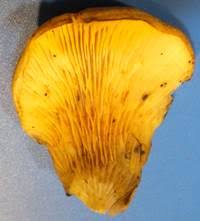 Image result for Paxillus panuoides