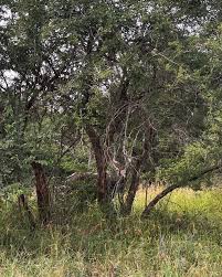 Image result for Xanthocercis zambesiaca