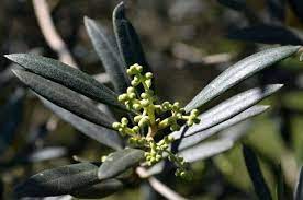 Olive trees produce olive fruits, which have many culinary uses. Can You Grow Olives In A Subtropical Climate With A Mild Winter Yes Self Sufficient Me
