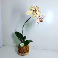 Kokedama Anggrek Tanaman Hias Di Instagram Kokedama Anggrek Bulan Mini Kuning Sold Out For More Info Order Wa 0813318 Planter Pots Kokedama Decor