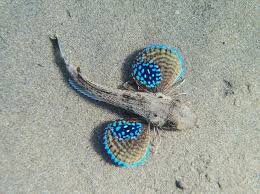 Fish With Wings By Pilotn Freshwater Aquarium Fish Fish Freshwater Aquarium