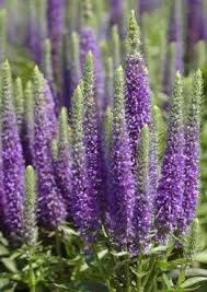 Vælg mellem et stort udvalg af lignende scener. Veronica Speedwell Flowers Perennials Purple Plants Perennials