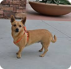 Corgi Chihuahua Mix Black And Brown Pin By Brittn3y On Chigi S 3 Corgi Chihuahua Mix Corgi Chihuahua Mix