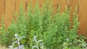 Image result for Ocimum minutiflorum